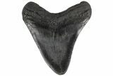 Fossil Megalodon Tooth - South Carolina #165005-1